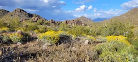 10 Best Bird Watching Trails in Phoenix Mountain Preserve | AllTrails