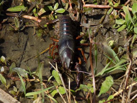 Red Swamp Crayfish From Lake Jackson TX USA On March 14 2022 At 05