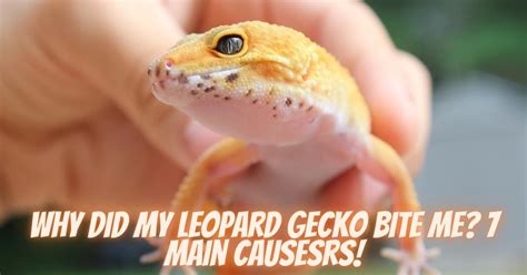 Why Did My Leopard Gecko Bite Me 7 Main Causes