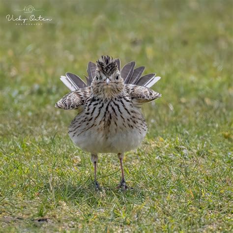 Skylark Displaying Vicky Outen Flickr