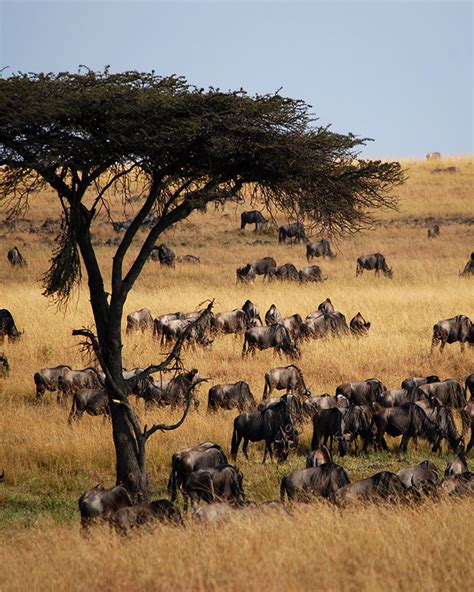 The Great Migration Africa Photo