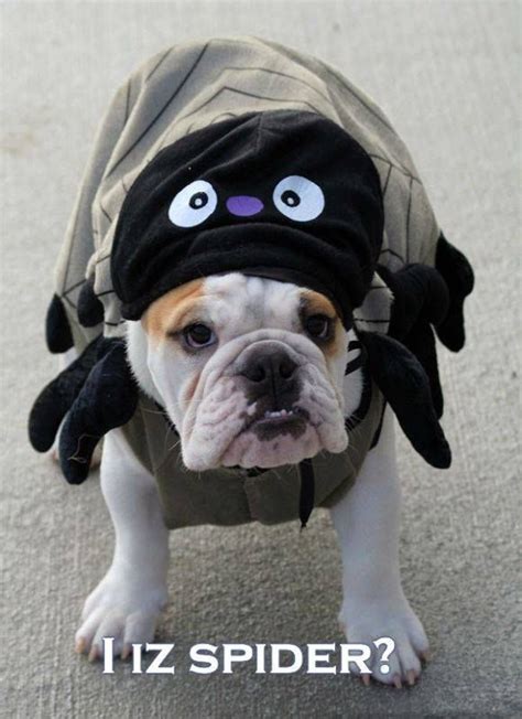 1000+ images about Funny #Bulldogs' #costumes on Pinterest | Cute ...