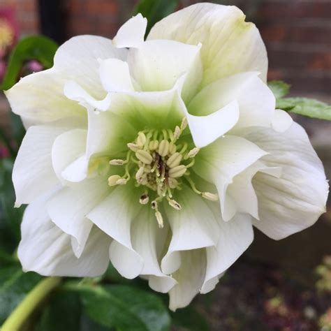 Helleborus Orientalis Double Ellen White Hellebore Double Ellen