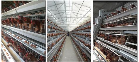 30000 Layers Battery Cage Poultry Farming In Ghana Poultry Chicken