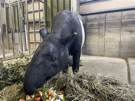 東武動物公園【公式】リュウくん On Twitter 当園のマレーバク紹介 シンディー ♀24歳 今までに子供を4頭産んだビックマザー