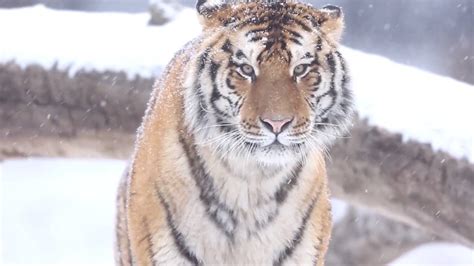 GLOBALink ID Officer Of Siberian Tigers Witnesses Return Of King