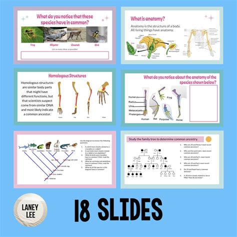 Comparative Anatomy Worksheets Answers Printable Worksheets