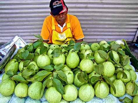 Jenis Jambu Biji yang Digemari di Indonesia - Jenis.net