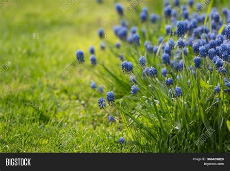 Muscari Flower.muscari Image & Photo (Free Trial) | Bigstock