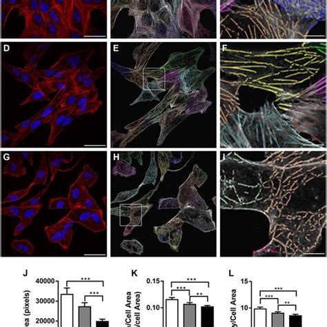 Latrunculin A Causes Profound Changes In Actin Cytoskeletal