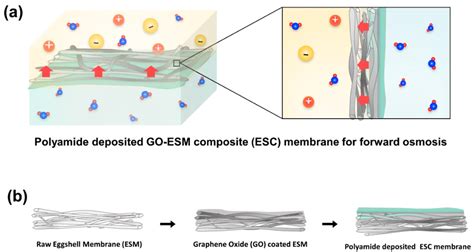 Thin Film Biocomposite Membrane For Forward Osmosis Supported By