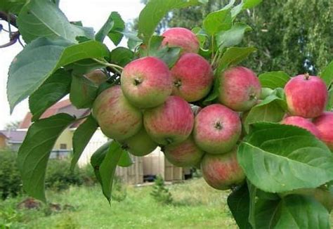 Jabloně pro moskevský region jsou nejlepší odrůdy: brzy, zima, léto ...