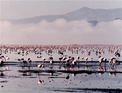 Flamingos in the Mist ~ Dawn on Lake Elmenteita – Tish Farrell