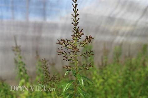 Hot Girl L T Tr Ng C Y L C Bao Nhi U L I Khu N S Ch B Y Nhi U