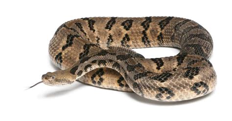 Venomous Snakes In Iowa Eastern Copperhead Timber Rattlesnake