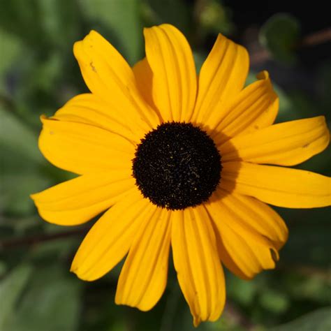 Rudbeckia Fulgida Var Sullivantii Goldsturm Sonnenhut Online