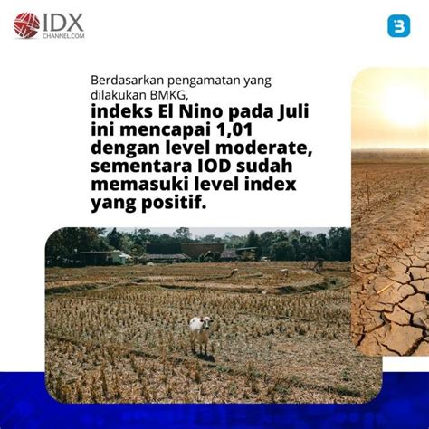 Imbas El Nino BMKG Ingatkan Ancaman Gagal Panen