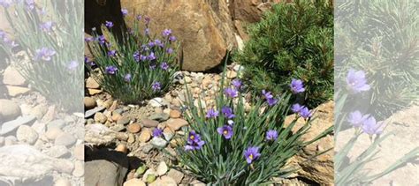 Сисюринхий узколистный купить в Сочи | Товары для дома и дачи | Авито