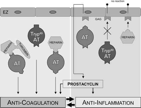 Function of antithrombin. Schematic overview of the anticoagulant ...