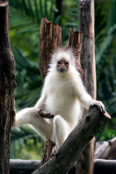 Surili Primates Stock Photos, Pictures & Royalty-Free Images - iStock