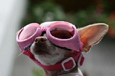 » Dogs Wearing Glasses