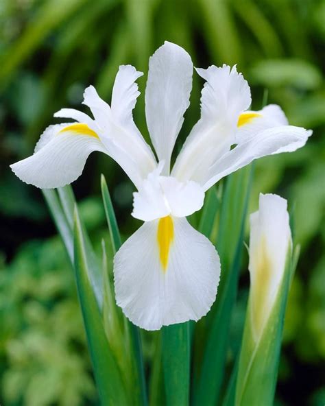 Buy Alaska Iris Bulbs (White Flower, Dutch Iris, 5 Bulbs Pack) - Bagh.pk