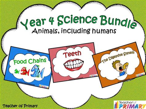 Year 4 Science Bundle: Animals, including humans | Teaching Resources