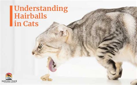 Understanding Hairballs in Cats: 3 Preventions, 3 Treatments, and 3 ...