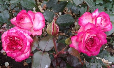 Роза Джулия Фото И Описание – Telegraph