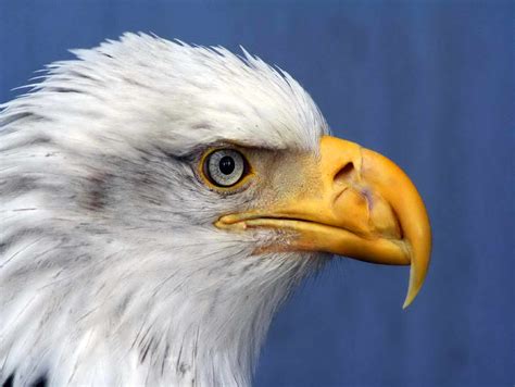 Free picture: haliaeetus leucocephalus, bald, eagle, details, up-close