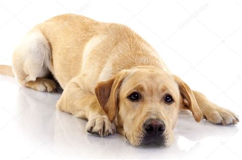 Cream labrador — Stock Photo © feedough #2620279
