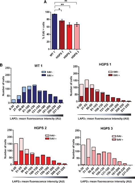 Loss Of Lap Correlates With Impaired Proliferation A Wild Type