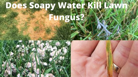 Does Soapy Water Kill Lawn Fungus? (Here's how to use it) - Lawn Holic