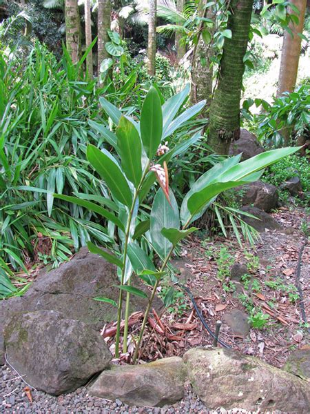 National Tropical Botanical Garden | Alpinia zerumbet - Plant Detail - Tropical Plants Database