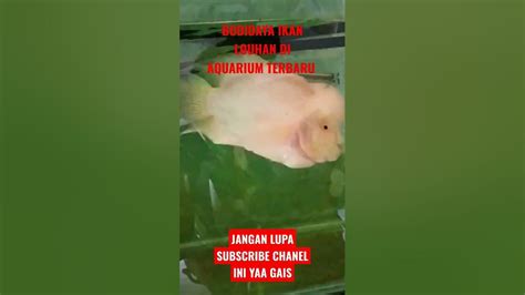 Budidaya Ikan Louhan Dalam Aquarium Terbaru Youtube