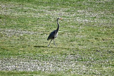 Great Blue Heron Ardea Herodias In Meadow Stock Photo Image Of