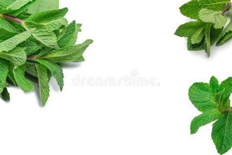 Fresh Mint Leaves Isolated On White Background Stock Photo Image Of