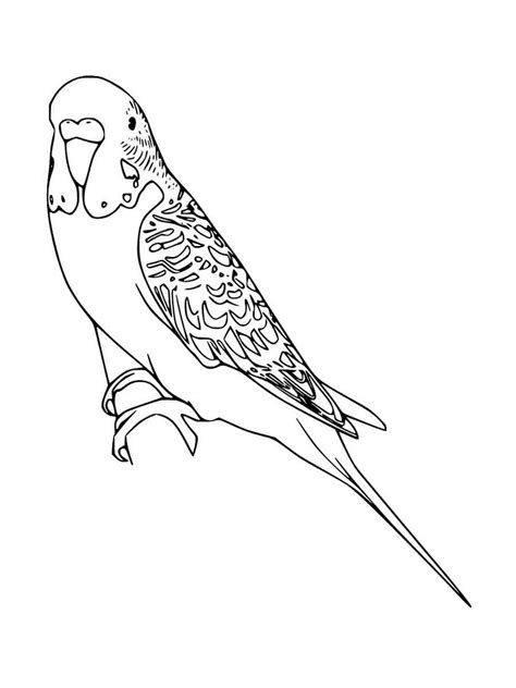 Parakeet Coloring Pages Free Printable