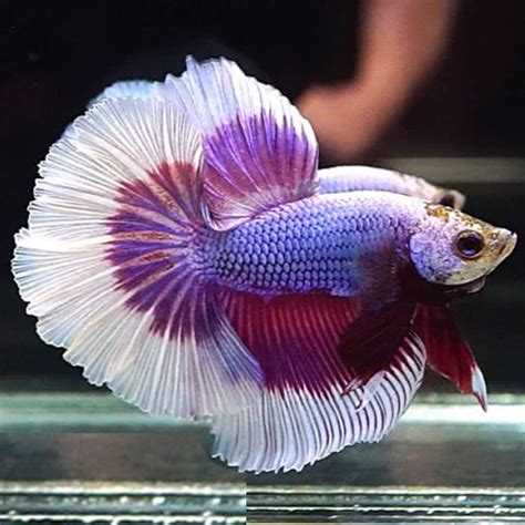 Half Moon Betta Male