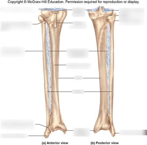 Tibia And Fibula Labelling Diagram Quizlet