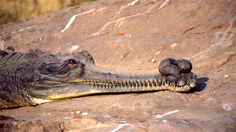 The endangered gharial's conservation crisis highlighted after death of ...