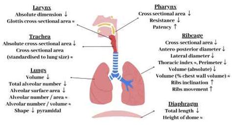 Respiratory System Labelling Hot Sex Picture