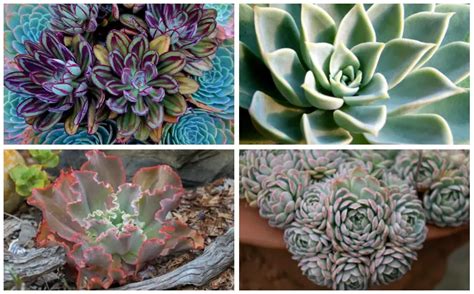 11 Different Types of Echeveria (Photos) - Garden Lovers Club