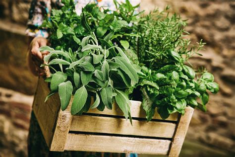 How To Store Herbs LearningHerbs