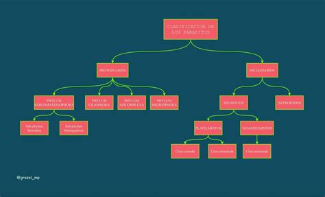 Mapa Conceptual De La Clasificaci N De Los Par Sitos Grazel Mp Udocz