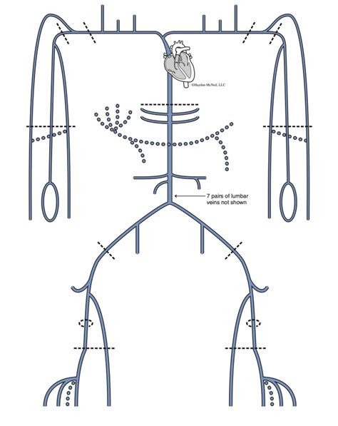 Venous Drainage Diagram Quizlet