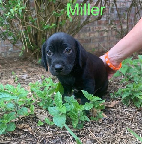 Adopt Miller Today Find Paw Pal