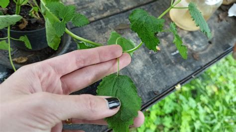 Melissa Officinalis Cómo Cultivar Toronjil en tu Casa homify