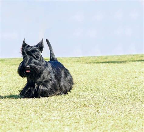 Scottish Terrier Dog Breed