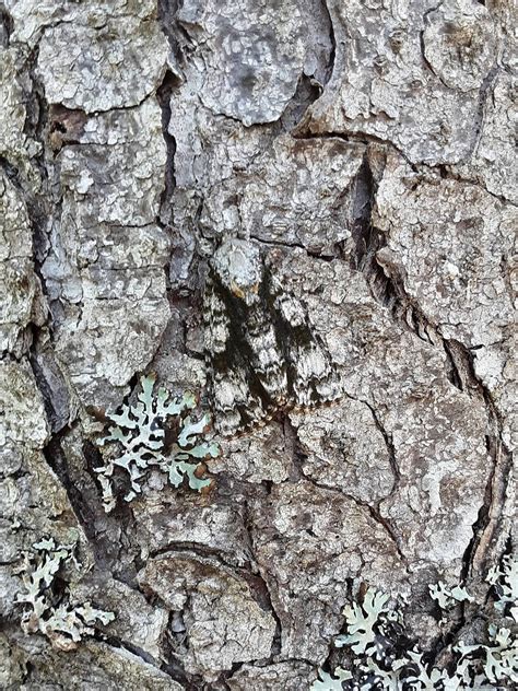 The Splendid Dagger Moth uses its intricate patterns to blend almost